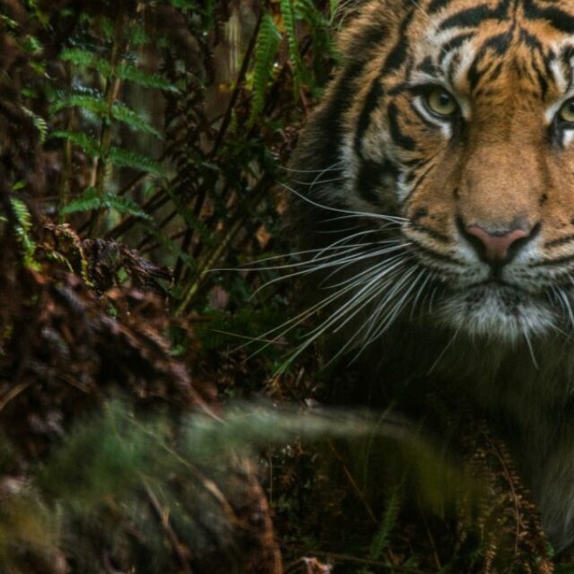 Welsh mountain zoo